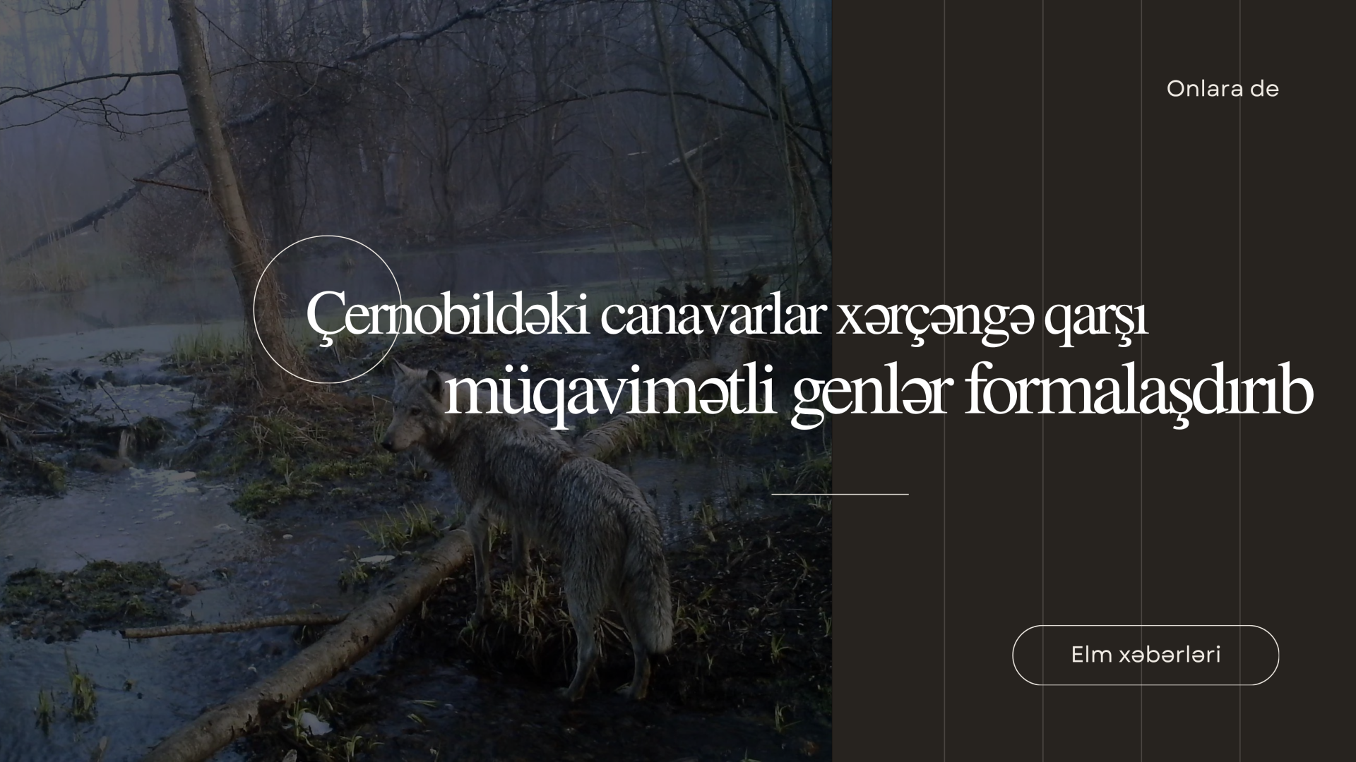 Çernobildəki canavarlar xərçəngə qarşı müqavimətli genlər formalaşdırıb